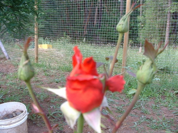 'Wildfire ™ (hybrid tea, Zary 2004)' rose photo