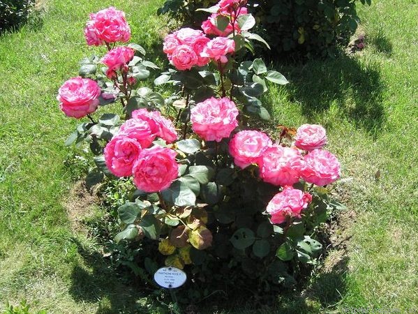 'Panthère Rose ®' rose photo