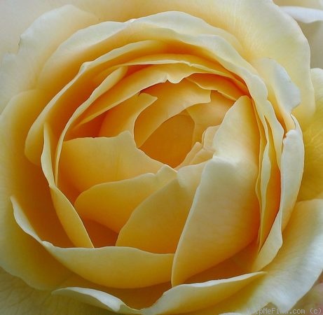 'Charlotte (shrub, Austin before 1992)' rose photo