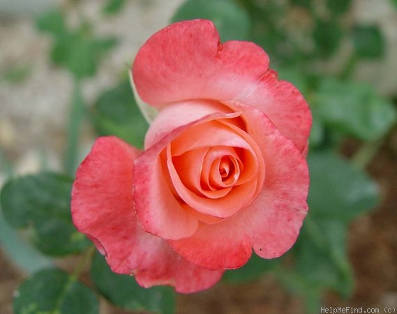 'Corina' rose photo