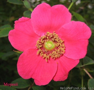 '<i>Rosa moyesii</i> 'Fargesii'' rose photo