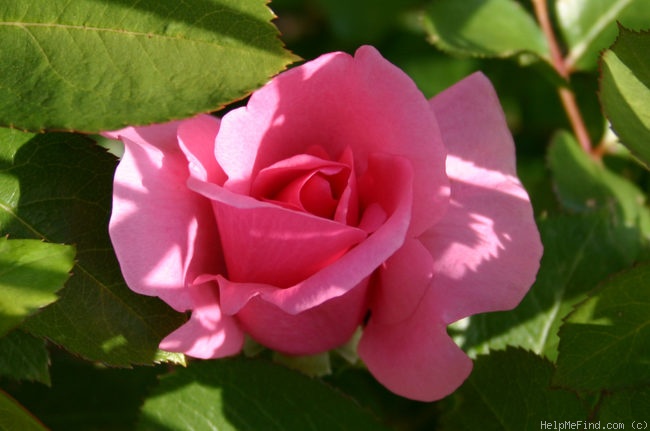 'Earth Song' rose photo