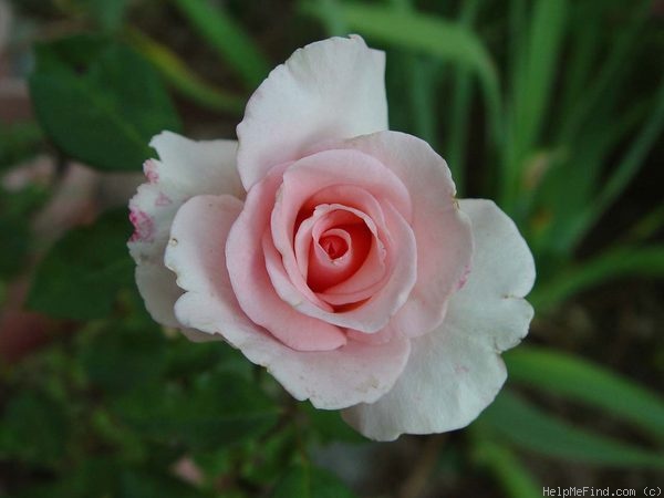 Роза пинк фламинго фото