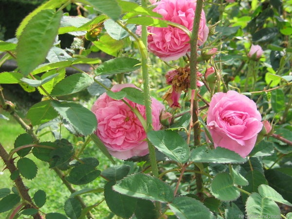 'La Noblesse (Centifolia, Pastoret/Soupert & Notting 1856)' rose photo