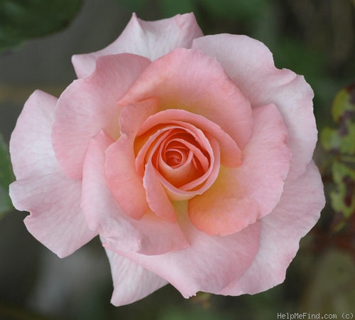 'Paul Shirville' rose photo