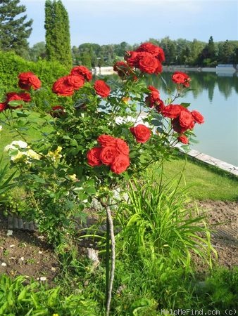 'Grand Palace ®' rose photo