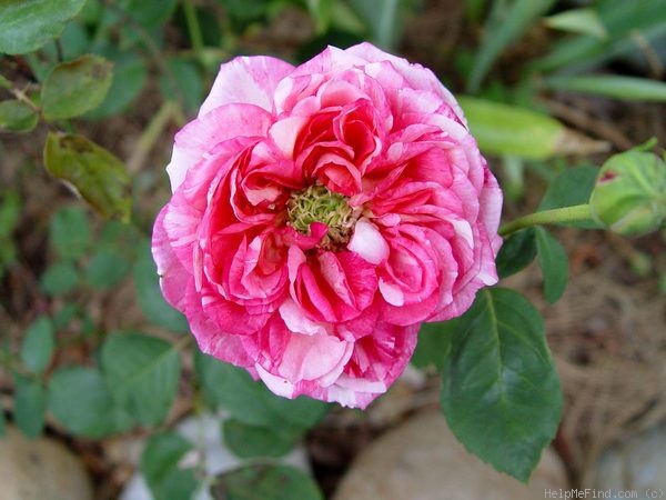 'Wanguafong' rose photo