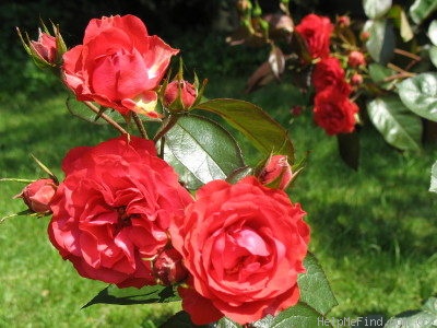 'Wavria' rose photo