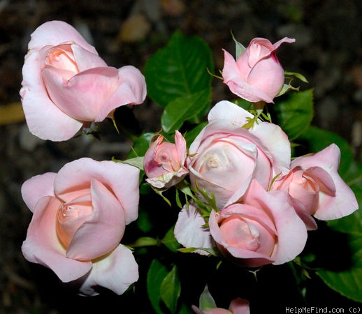 'Isabelle Autissier ®' rose photo