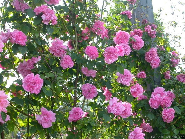 'Madame Sancy de Parabère' Rose Photo
