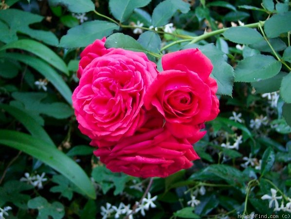 'Geranium (floribunda, Kordes before 1943)' rose photo