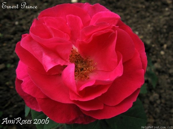 'Ernest Prince' rose photo