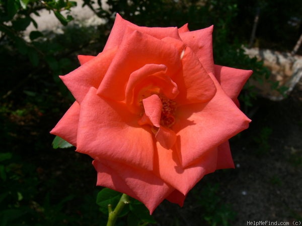 'Malicorne ® (Hybrid Tea, Delbard 1982)' rose photo