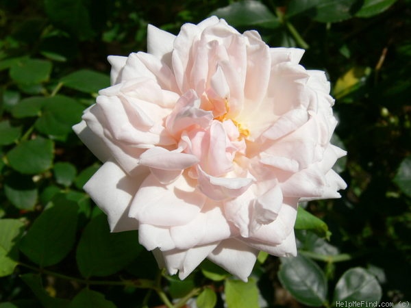 'Madame Alfred Carrière (noisette, Schwartz 1875)' rose photo