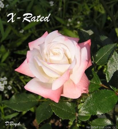 'X-Rated' rose photo