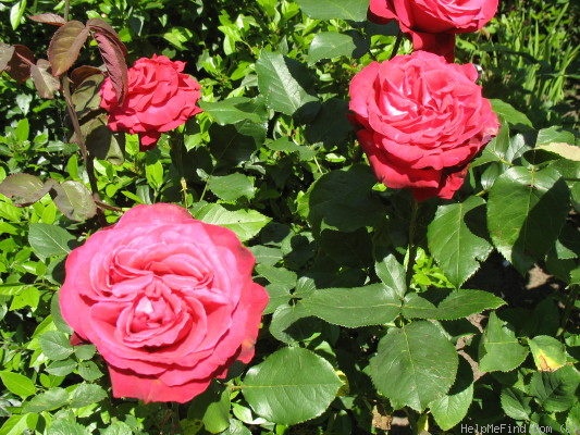 'Alec's Red® (Hybrid Tea, Cocker, 1970)' rose photo