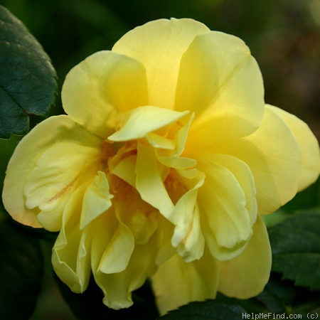 'Blythe Spirit ®' rose photo