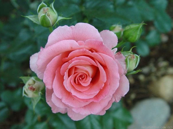 'Waiheke' rose photo