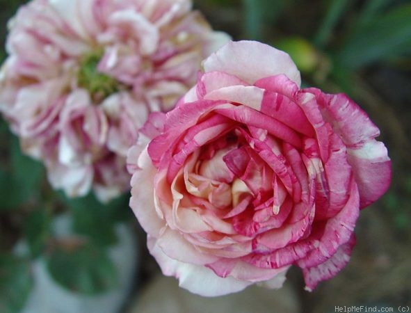 'Wanguafong' rose photo
