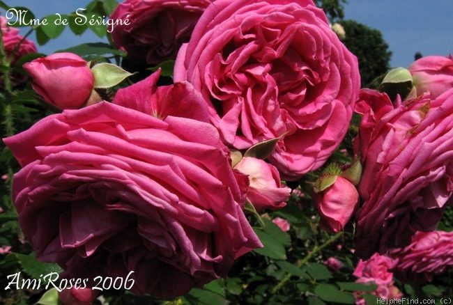 'Madame de Sévigné' rose photo