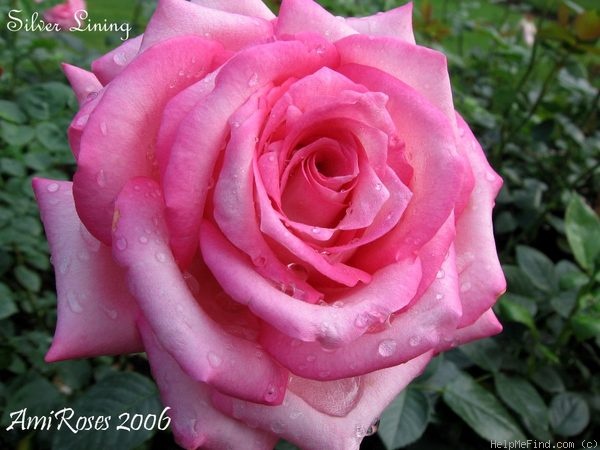 'Silver Lining (hybrid tea, Dickson, 1958)' rose photo
