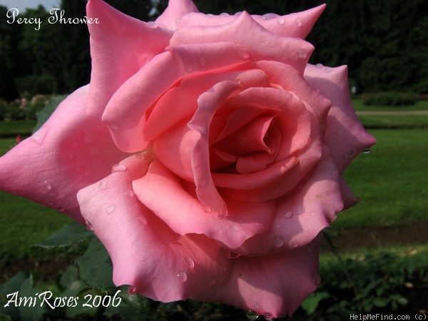 'Percy Thrower' rose photo