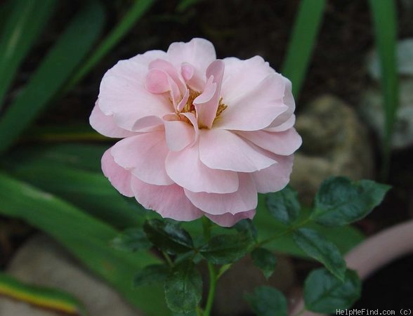 'Botticelli ®' rose, click to enlarge 'Botticelli ®' rose photo