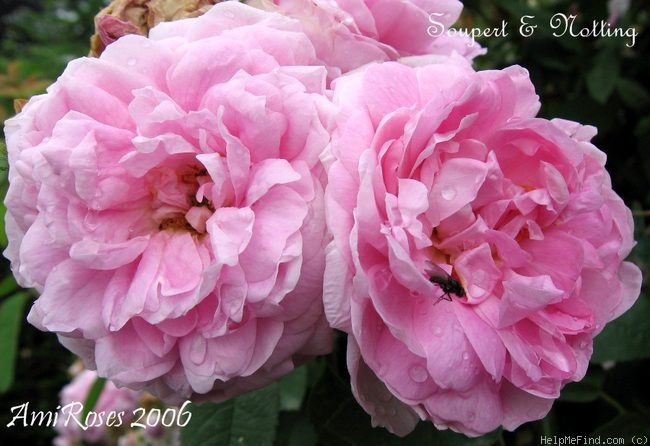 'Soupert & Notting' rose, click to enlarge 'Soupert & Notting' rose photo