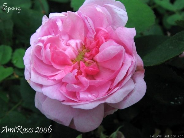 'Spong' rose photo