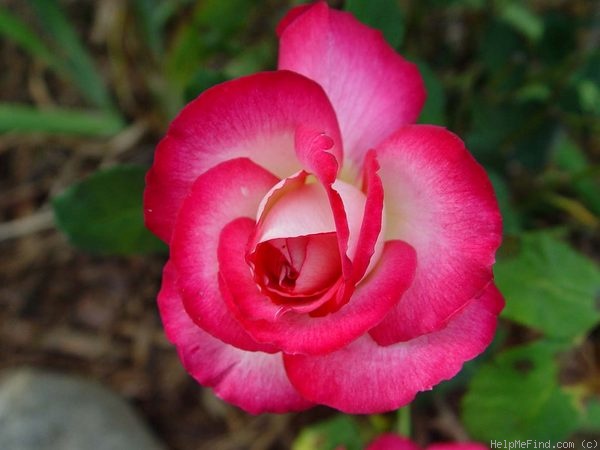 'Donna Darlin'' rose photo