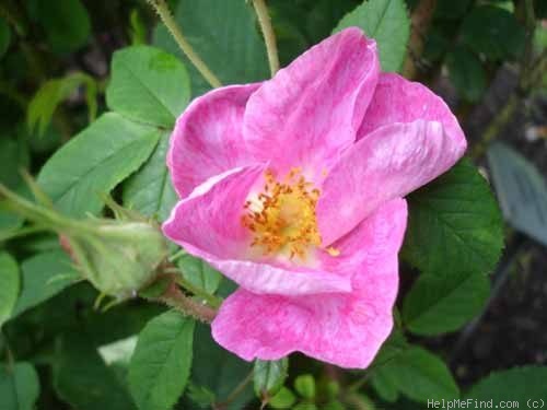 'Velutiniflora' rose photo