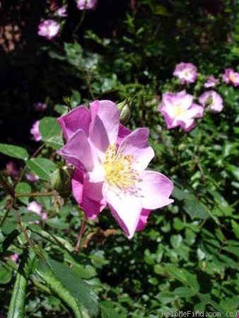 'Lavender Dream' rose photo