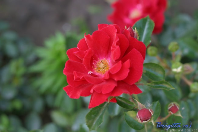 'Mainaufeuer ®' rose photo