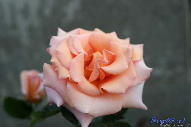 'Warm Wishes' rose photo