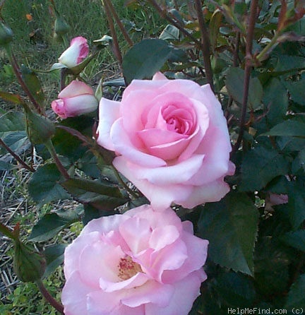'Bridal Shower ™ (floribunda, Zary, 1998)' rose photo