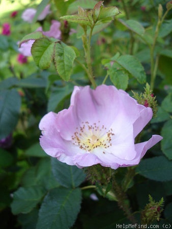 'Muscosa Simplex' rose photo