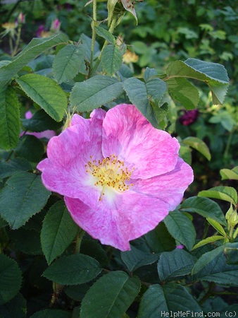 'Velutiniflora' rose photo