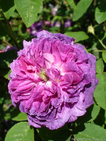 'Pergolèse (gallica, Vibert, 1840)' rose photo