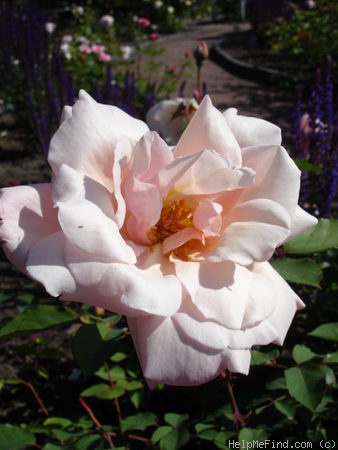 'Edgar M. Burnett' rose photo