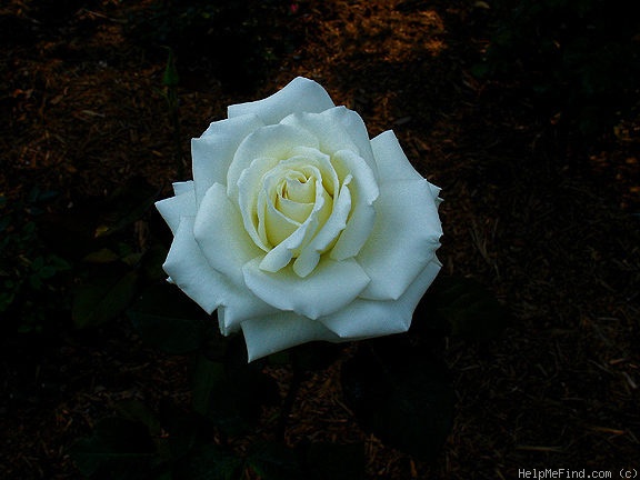 'Tineke' rose photo