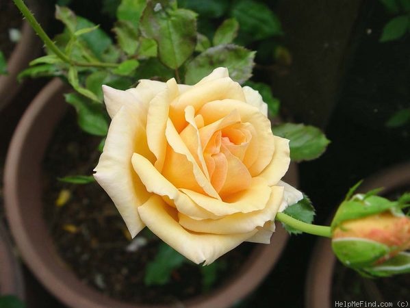 'Just Dreamy' rose photo