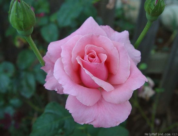 'K.T. Marshall' rose photo