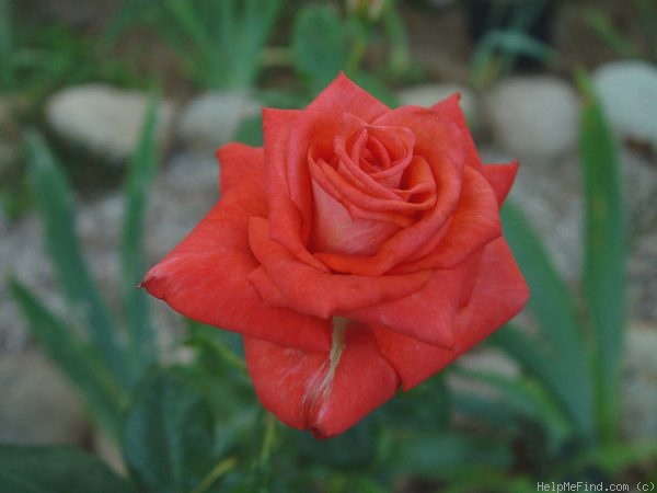 'Vera Johns (floribunda, Kordes, 1990)' rose photo