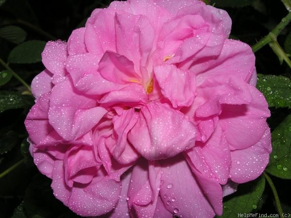 'Autumn Damask' rose photo