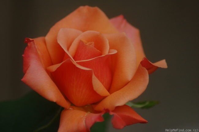 'Tuscan Sun ™' rose photo