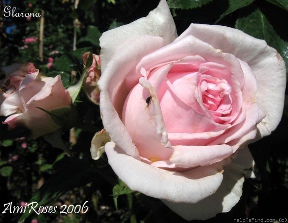 'Glarona' rose photo