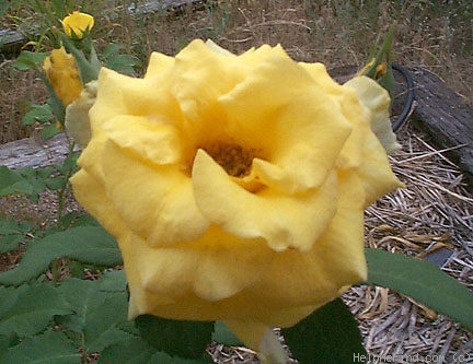 'Electra (shrub, Certified Roses, 2006)' rose photo