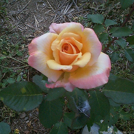 'Tahitian Sunset ™' rose photo