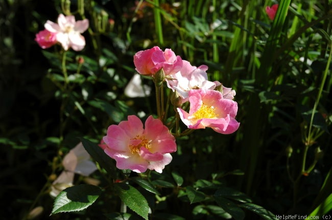 'Bel Esprit' rose photo