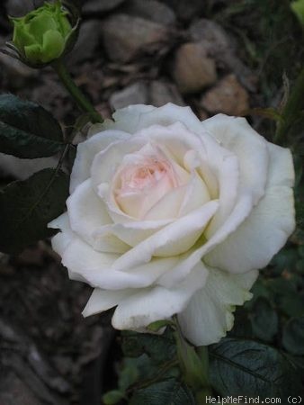 'Honore de Balzac ®' rose photo